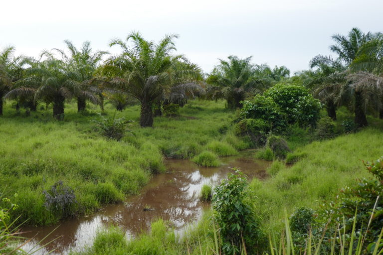 Oil palm plantations in Sumatran wetland worsen flooding in communities
