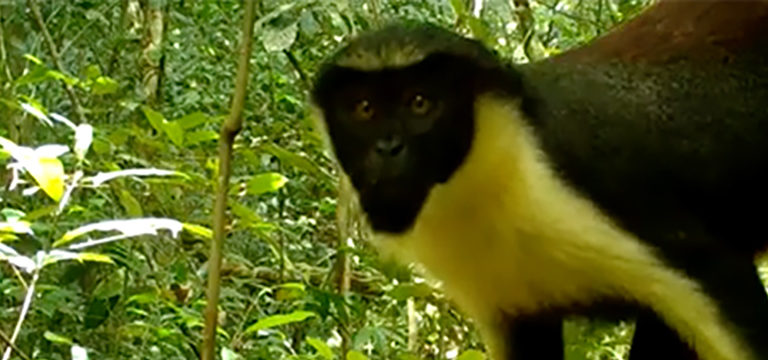 Watch: Rare wildlife caught on camera in a remote Liberian rainforest