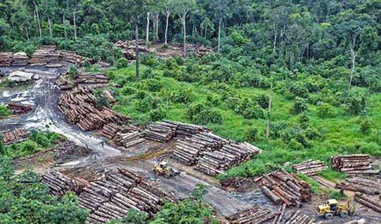 Forest degradation outpaces deforestation in the Brazilian Amazon: Study