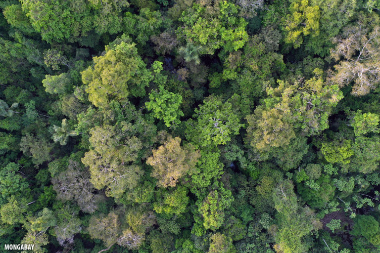 January deforestation in the Amazon highest in 14 years