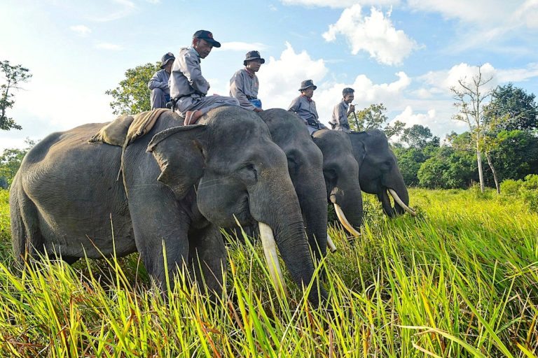 For Sumatran elephant conservation, involvement of local people is key (commentary)