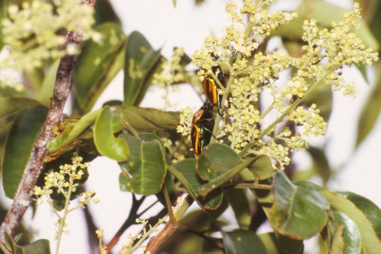 Canopy beetles and flowering trees rely on each other in the Amazon, study