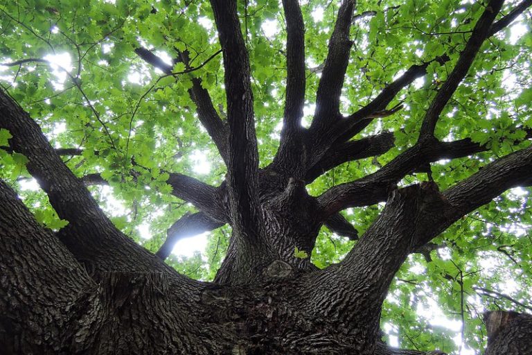 Nearly one-third of all oak species threatened with extinction, report says