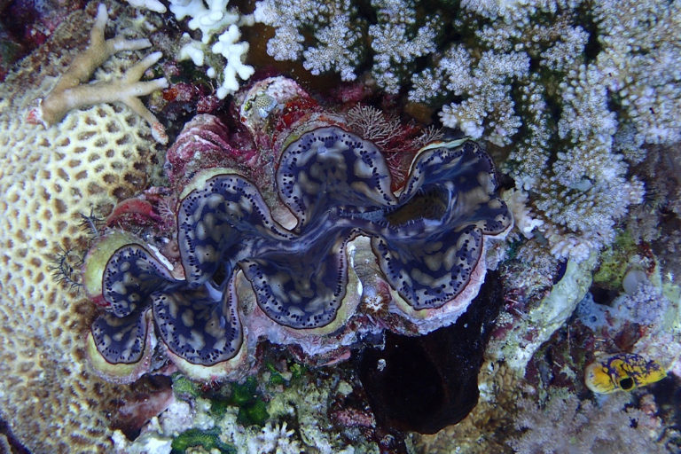 Surge in seizures of giant clam shells has Philippine conservationists wary
