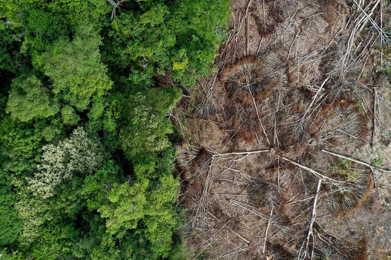 Global forest loss increases in 2020