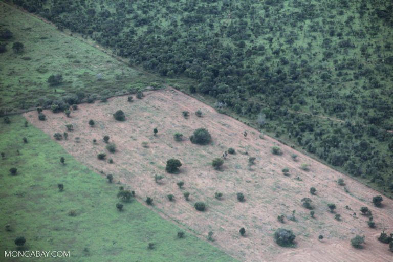 Study sounds latest warning of rainforest turning into savanna as climate warms