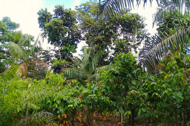 In Brazil, palm oil is being grown sustainably via agroforestry