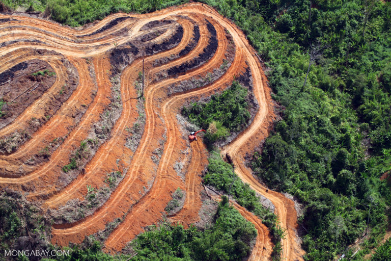 Illegal clearing for agriculture is driving tropical deforestation: Report