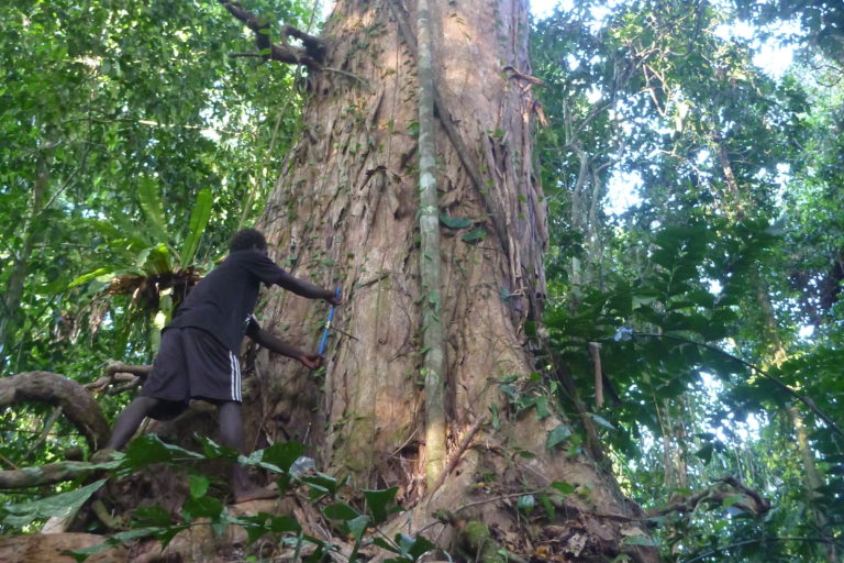 Better logging regulations ‘last best hope’ for Solomon Islands, study says