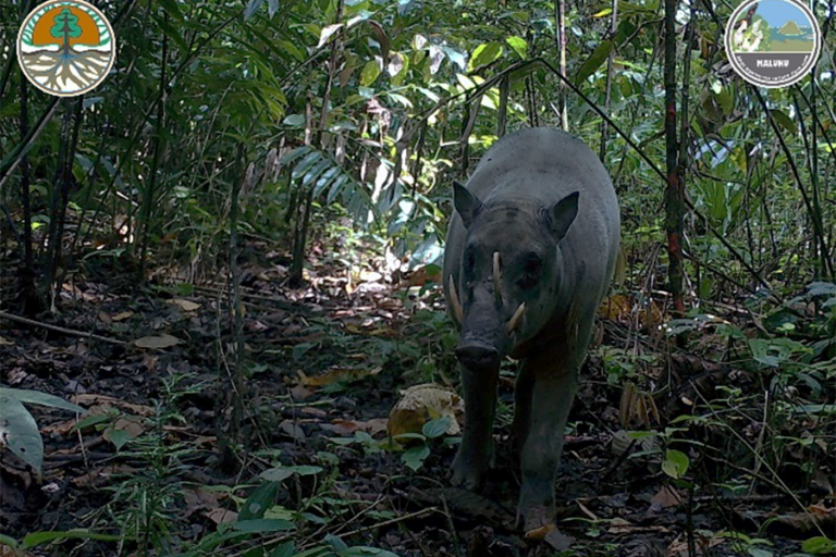 Camera trap cameo for Buru Island babirusa last seen 26 years ago