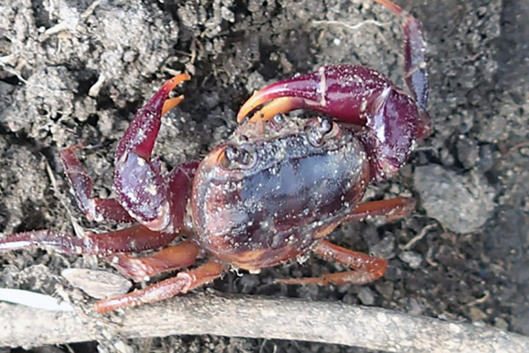 In Sierra Leone, two colorful land crabs rediscovered, two new species found
