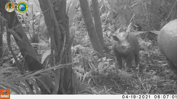 Indonesia reports two new Javan rhino calves in the species’ last holdout