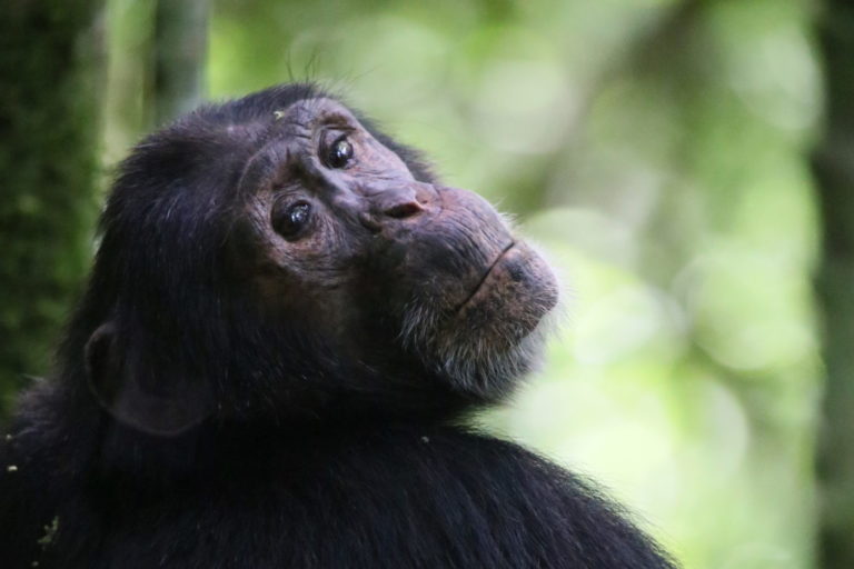 Scientists look to chimps’ past to gauge their future under climate change