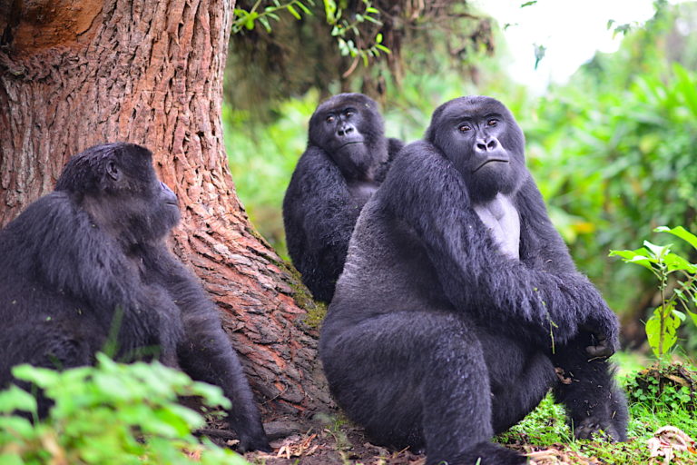For World Gorilla Day 2021, a conservation success story