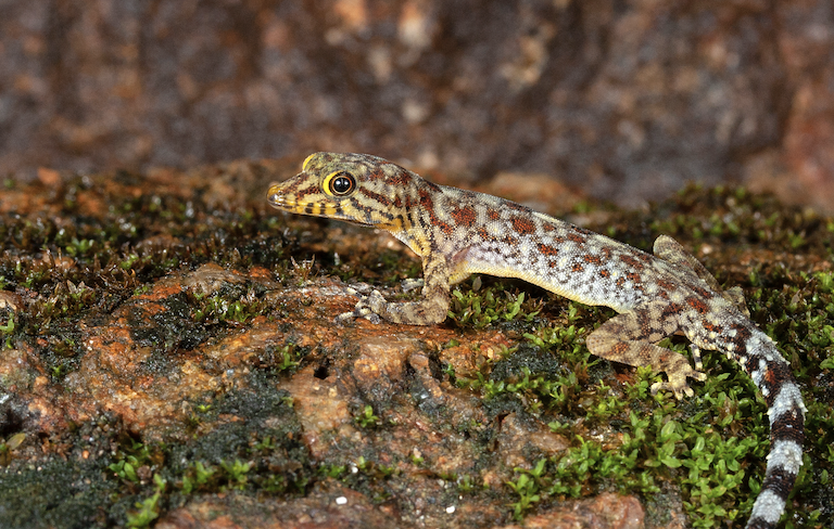 From Shanghai Knights to gecko life: The Jackie Chan gecko among 12 new Indian species