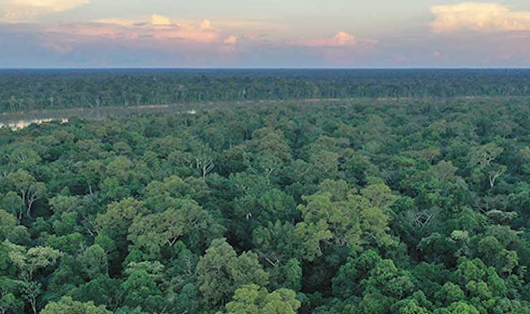 Amazon losing far more carbon from forest degradation than deforestation: Study