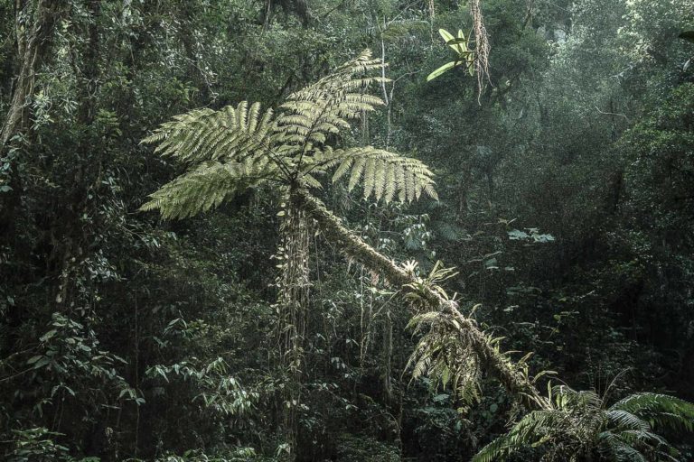Brazil’s Atlantic Forest gets a chance at a fresh start through restoration