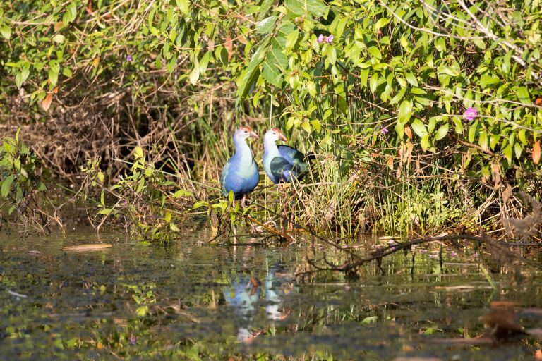 Photos: On Colombo’s outskirts, an urban birding paradise flourishes