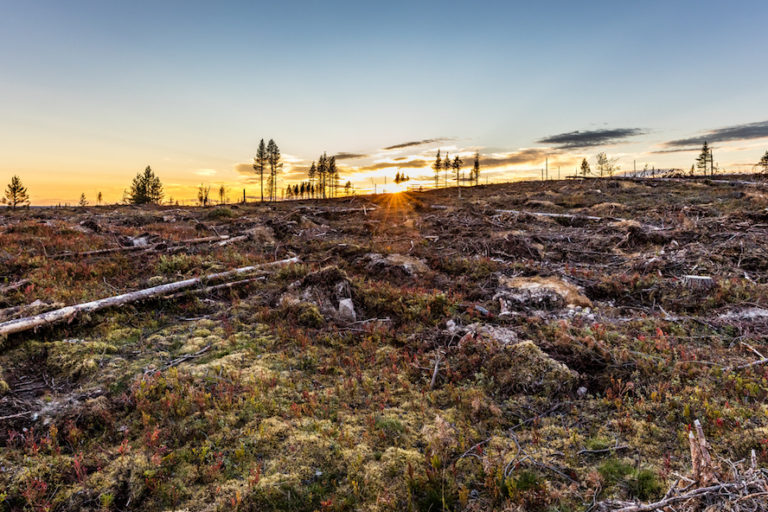 How unsustainable is Sweden’s forestry? Very. Q&A with Marcus Westberg and Staffan Widstrand