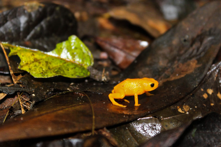 Pumpkin toadlets can’t jump: The frog that gave up balance for size