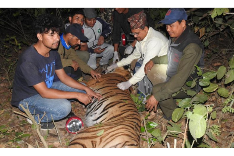 As Nepal’s tigers thrive, Indigenous knowledge may be key in preventing attacks