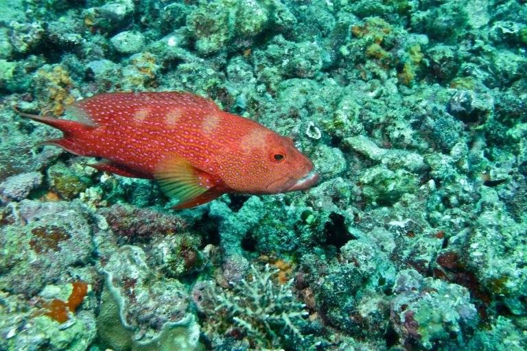 Faced with grouper, snapper decline, Indonesia adopts harvest strategy