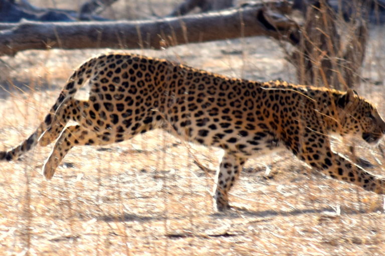 Leopards in a spot in Rajasthan