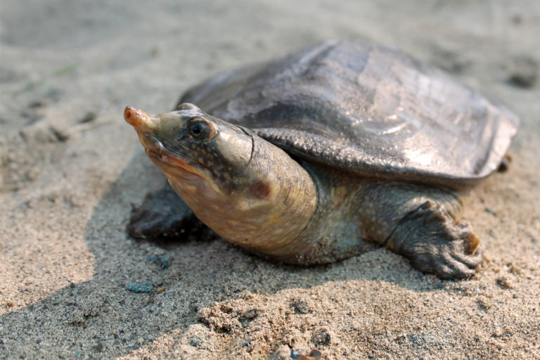 Moved from temple ponds to the wild, black softshell turtles walk towards revival