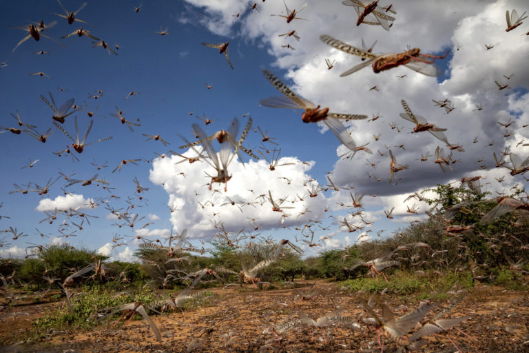 Climate change favours locust swarms, India increasingly at risk