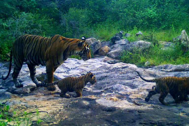 [Commentary] Reared by their father, tiger sisters take forward conservation in Sariska