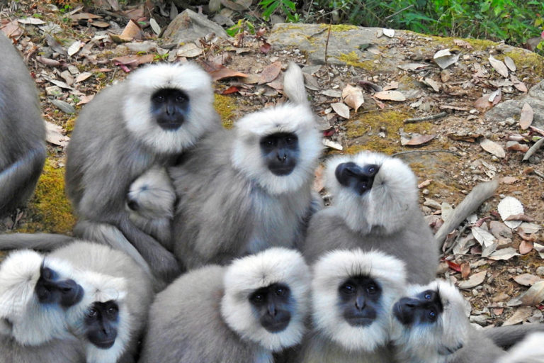 Forests outside protected areas will be important to save Himalayan langurs: study