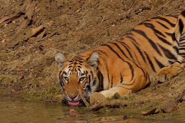 Rail route through tiger reserve set to get busier, faster