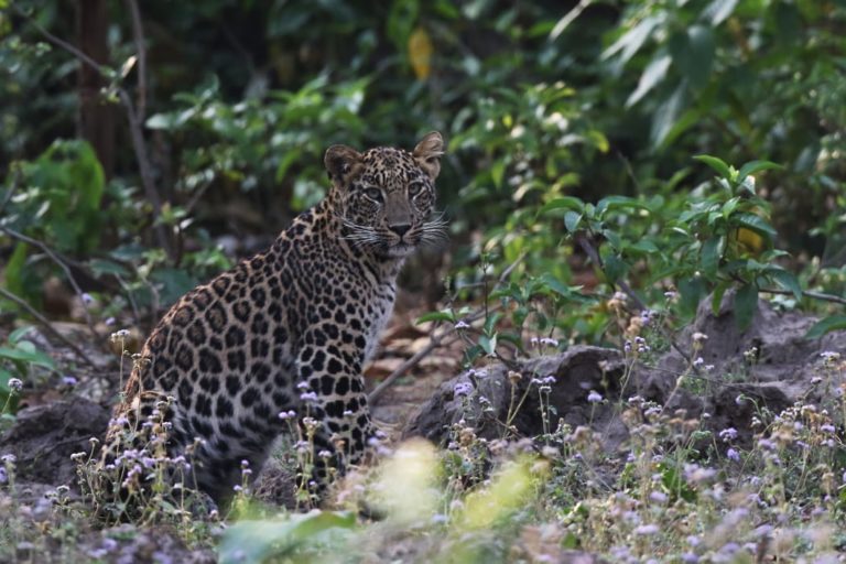 Living with leopards: taking forward Corbett’s legacy