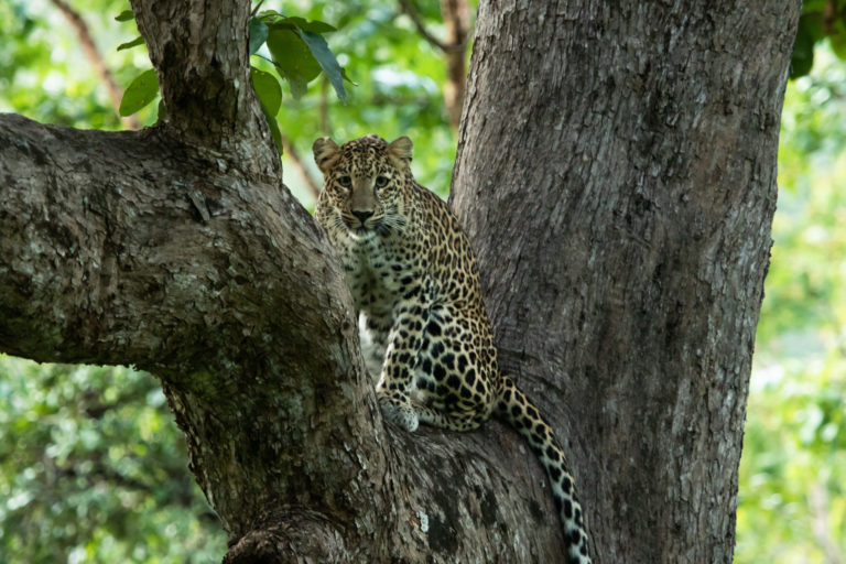India records increase in leopard population but real number could be much more