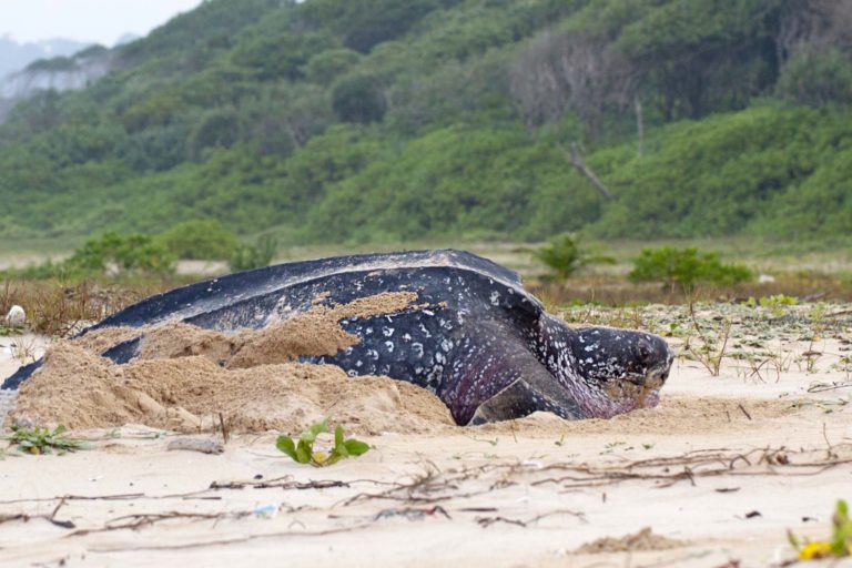 Leatherback turtles under threat as government considers ‘development’ in Little Andamans