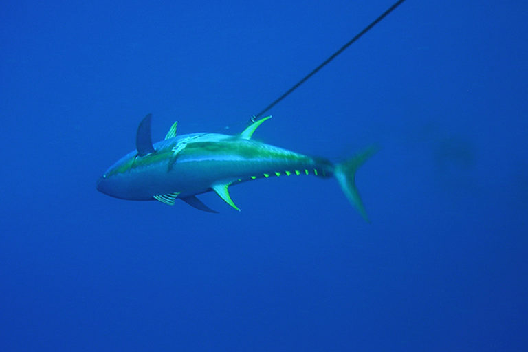 Predatory European ships push Indian Ocean tuna to the brink