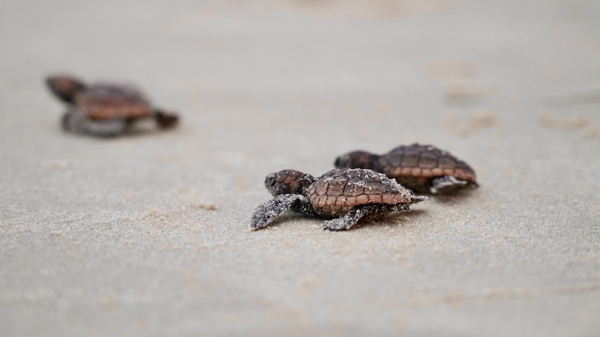 'A success rate of 97 per cent is amazing': 107 turtle hatchlings released