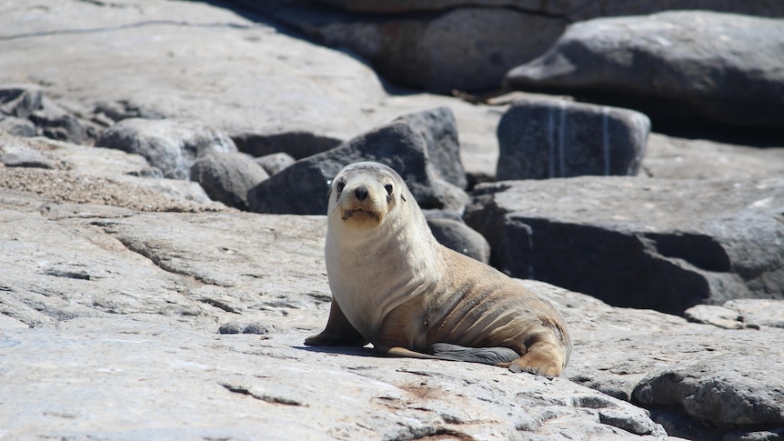 School kids recruited to help bring endangered sea lions 'back from the brink'
