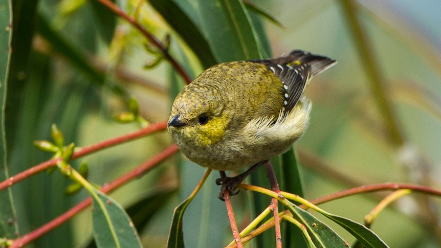 Erin Bok is on a rare mission — she's trying to save the forty-spotted pardalote