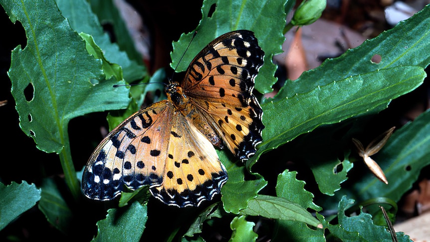 It has been years since anyone spotted this Australian butterfly. Now scientists fear no-one will