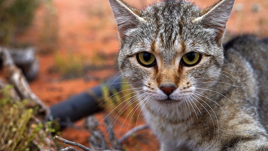 Feral cat numbers spike in WA's south as people continue to abandon their pets