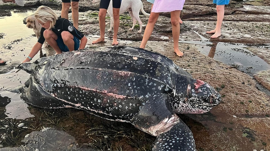 Giant turtle saved from NSW shark net, as sixth dead turtle washes ashore