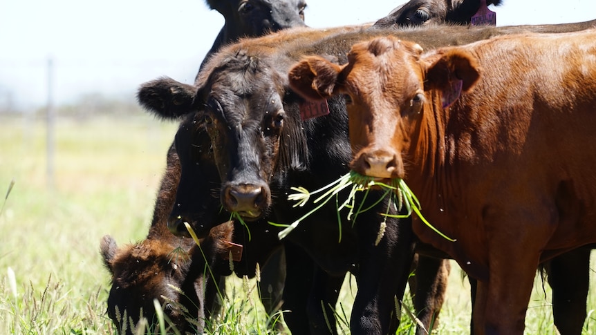 Key to zero-carbon beef in feedlot, not paddock, says scientist