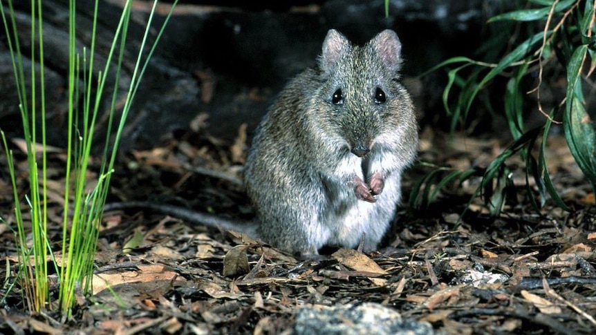DNA mapping of world's rarest marsupial could help save truffle-loving Aussie native