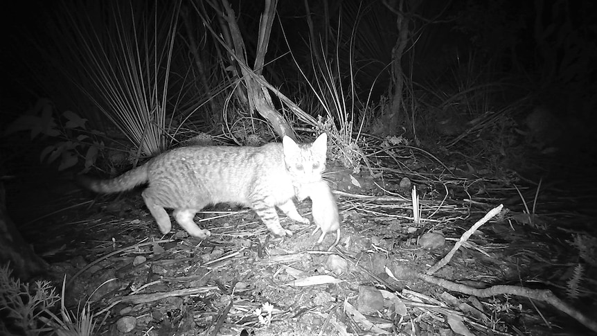 It's banned everywhere else in Australia, but in Canberra feral cats are being released back onto the streets