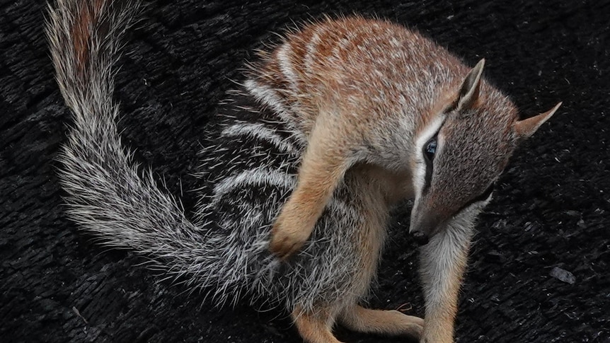 Fears numbats 'now ash' as prescribed 'inferno' razes one of WA's last two habitats