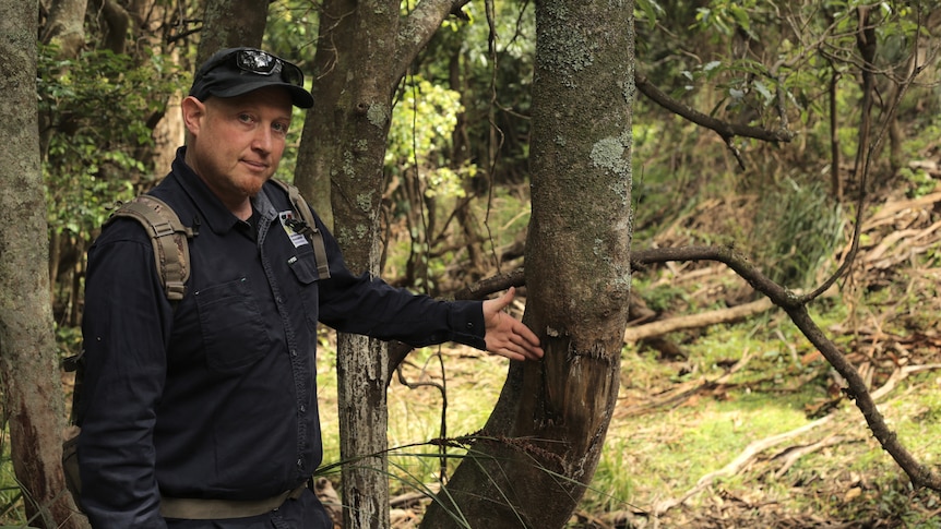 First came the bushfires, then the deer. How will these rainforests recover?
