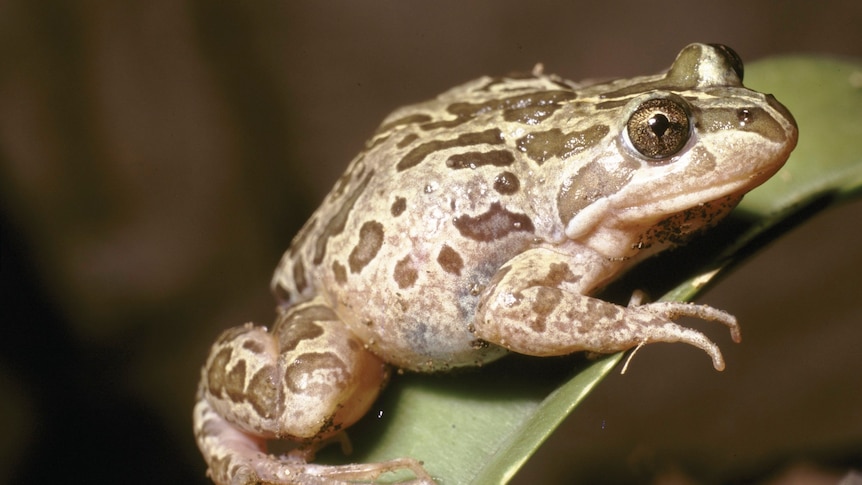 First the birds, now frogs show Macquarie Marshes drought recovery in full swing