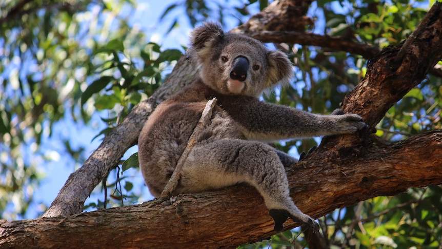 Outrage as report finds selective logging has no impact on koala population
