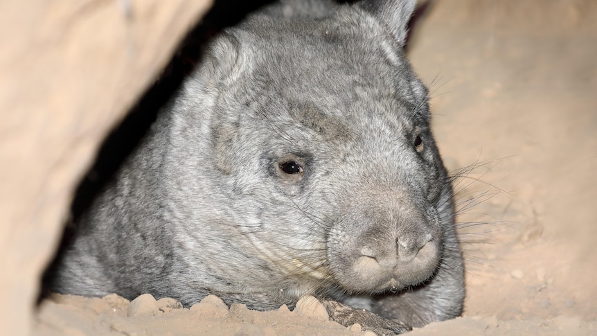 Our largest wombats are back from the brink after dropping to just 35 in the 1980s